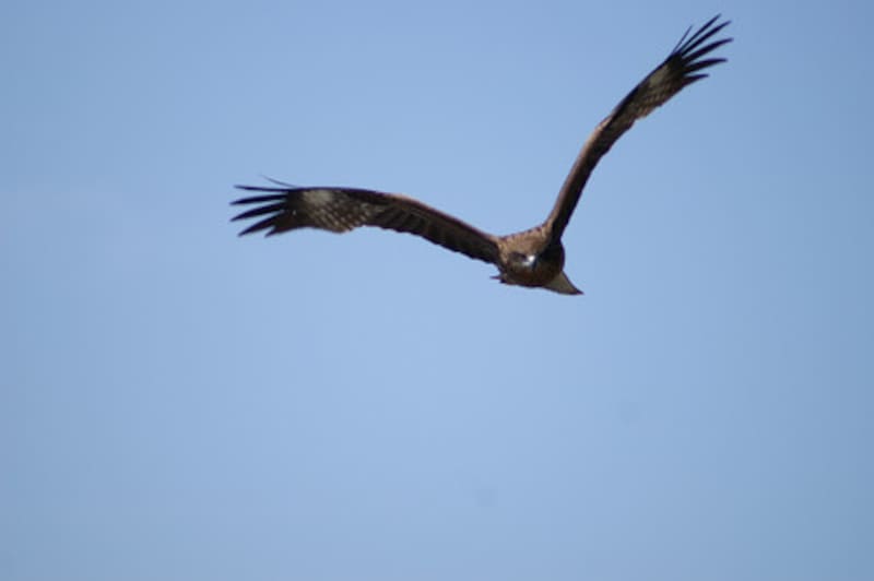 初夢とはいつ見る夢?意味や吉夢を見るには