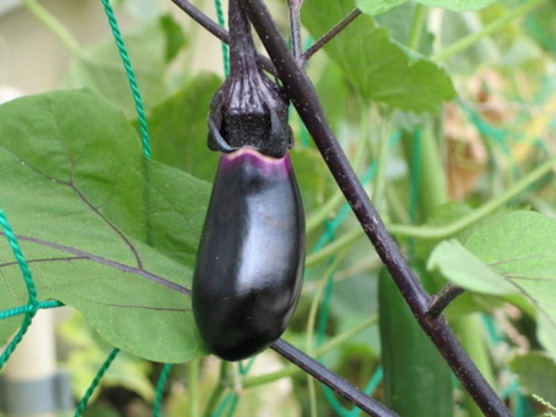 初夢とはいつ見る夢?意味や吉夢を見るには