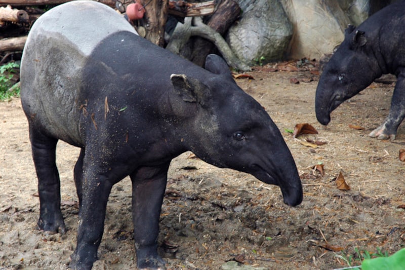 初夢とはいつ見る夢?意味や吉夢を見るには