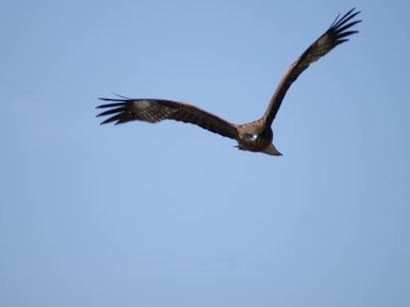 【二鷹】鷹、鳥のように大空を舞うものが出てくる夢。鷹＝高い。可能性の広がりや自由な行動力を表し、高い理想の実現や開運につながります