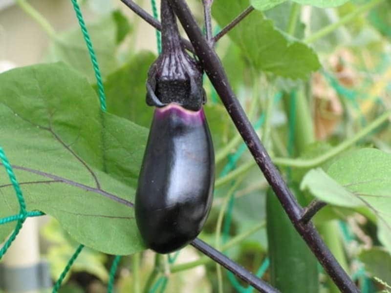 【三茄子】茄子や、果実、野菜など実るものが出てくる夢。茄子＝成す。事を成すに通じ、蓄財や子孫繁栄にもつながります