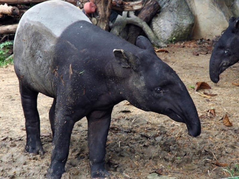 ボクはバクですが、夢は食べません……（夢を食べる獏は架空の動物です）