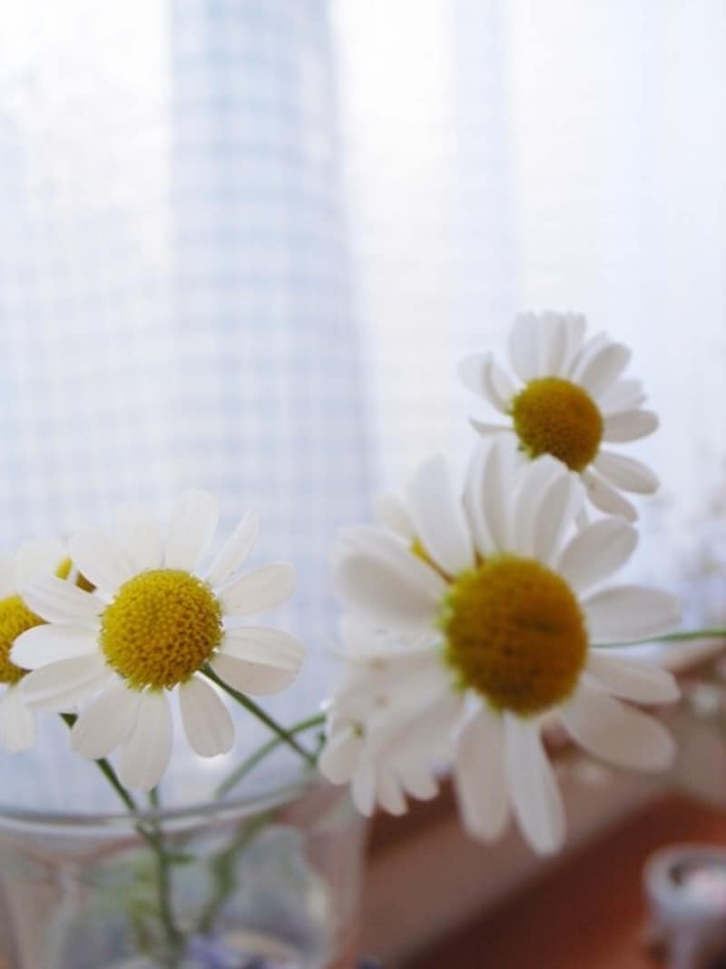 八十八夜を機に、夏じたくを