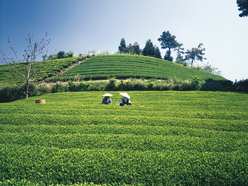 ニュースなどで見聞きする「八十八夜」とは?