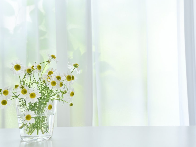 すっかり初夏の日差し…… 薫風がカーテンを揺らします