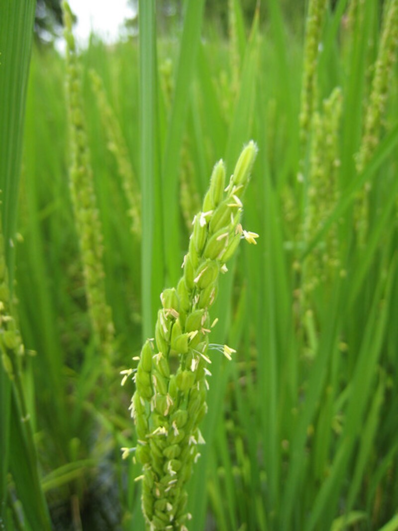 これが稲の花。二百十日は、無事に実りの秋を迎えるための戒めとして、暦に記載されました