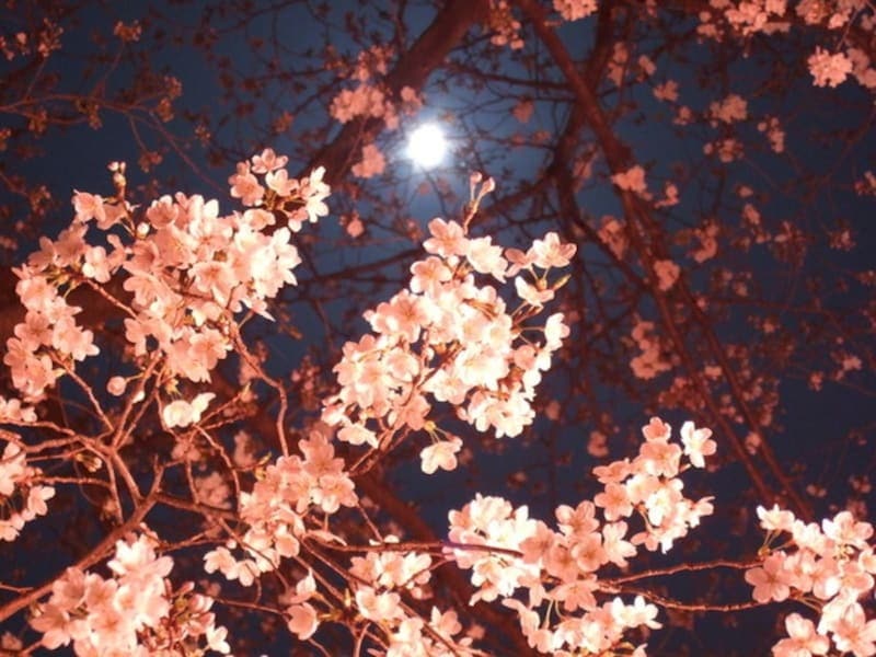 夜桜を照らす「朧月」