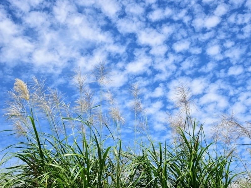 移り気な秋の天気。秋晴れも長くは続かず……「○心と秋の空」