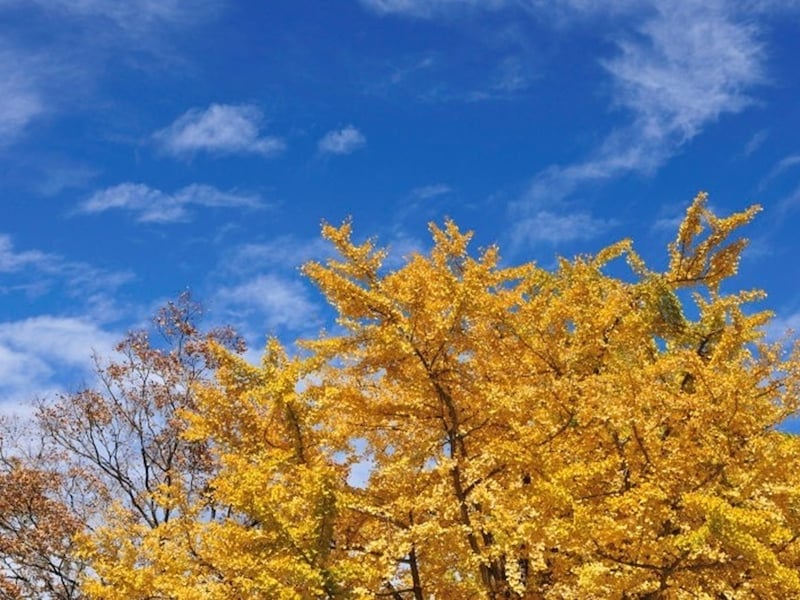 晴れたり、曇ったり、雨になったり。秋の空は移ろいやすいのです