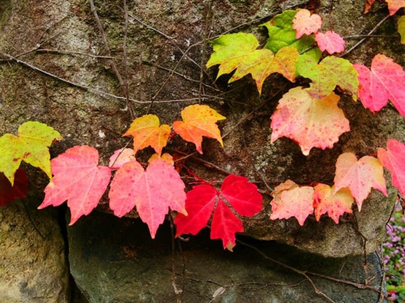 色づきはじめた蔦紅葉。「ツタ」という名は、「伝う」からきています