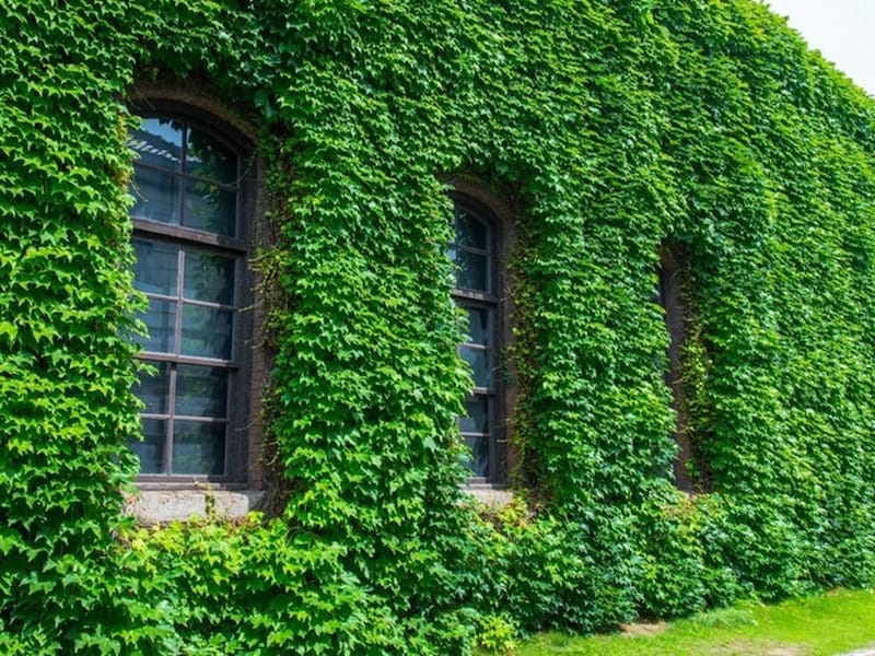 ヨーロッパで蔦に覆われた家が多いのは、魔除けになり裕福な家の象徴だから