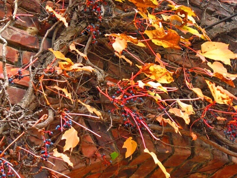 よく見ると、ブドウに似た実がついています