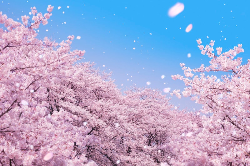 桜　豆知識・雑学……桜井の種類・見分け方