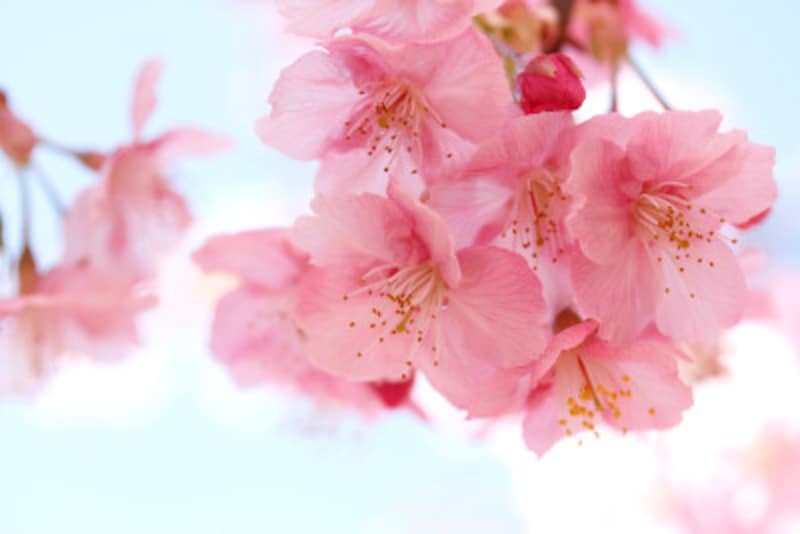 桜の豆知識 雑学 お花見の由来 桜の種類や見分け方の基礎知識 暮らしの歳時記 All About