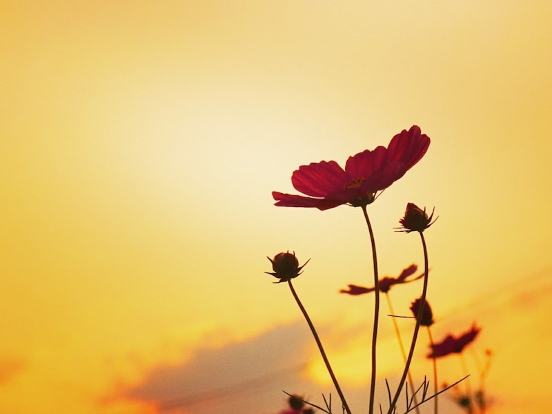 秋彼岸を過ぎると太陽の出番が少なくなり、暑さも和らぎます。春はこの逆ですね