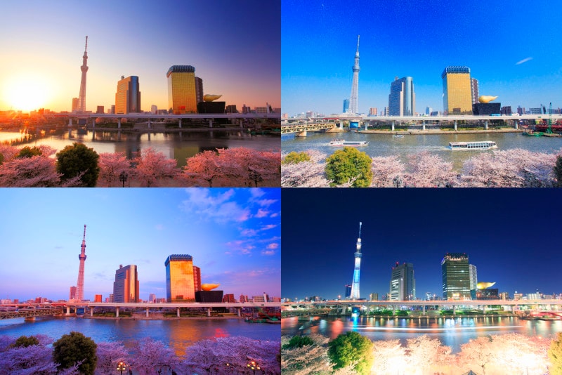 桜の表情は実に様々…