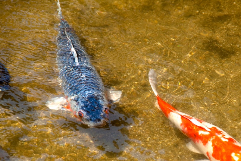 生命力の強い鯉だからこそ、竜門を登って龍になれたのです!