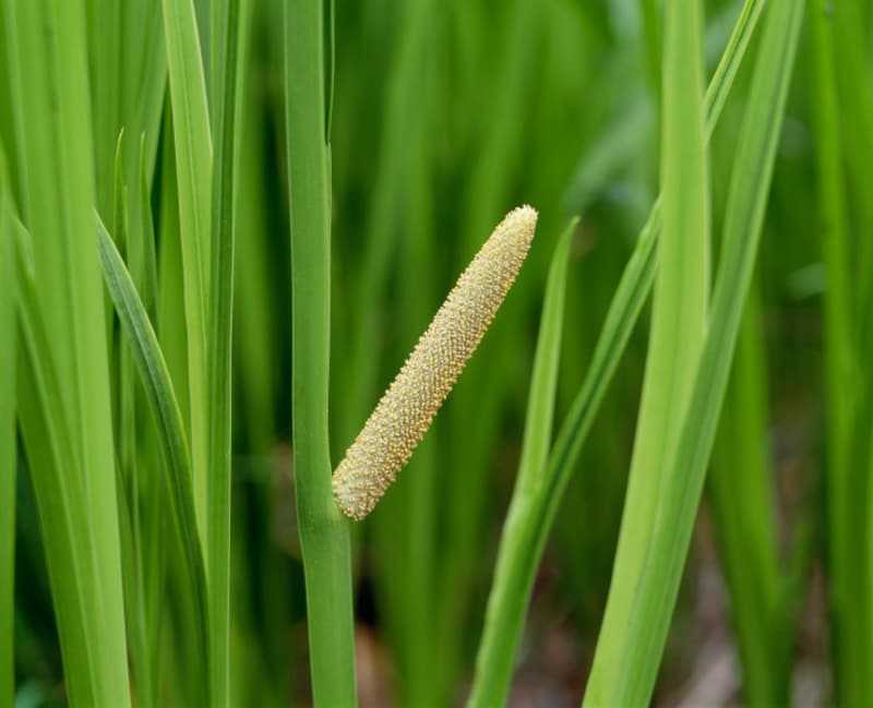 これが菖蒲の花。花菖蒲とは全く違い、ガマの穂のような感じです。