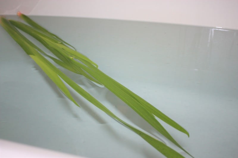 菖蒲湯の鮮やかな緑と清々しい香りは、まさに和み系のアロマバス！