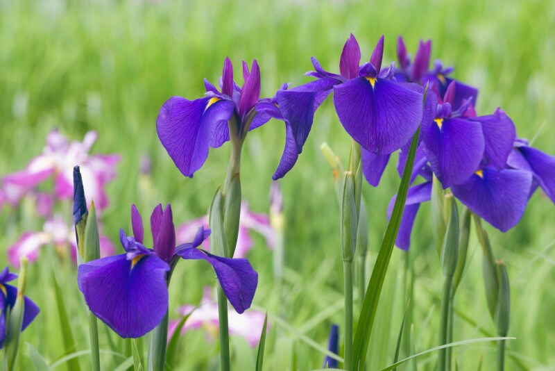 美しい花菖蒲。菖蒲湯以外なら、その葉で代用してもいいでしょう。