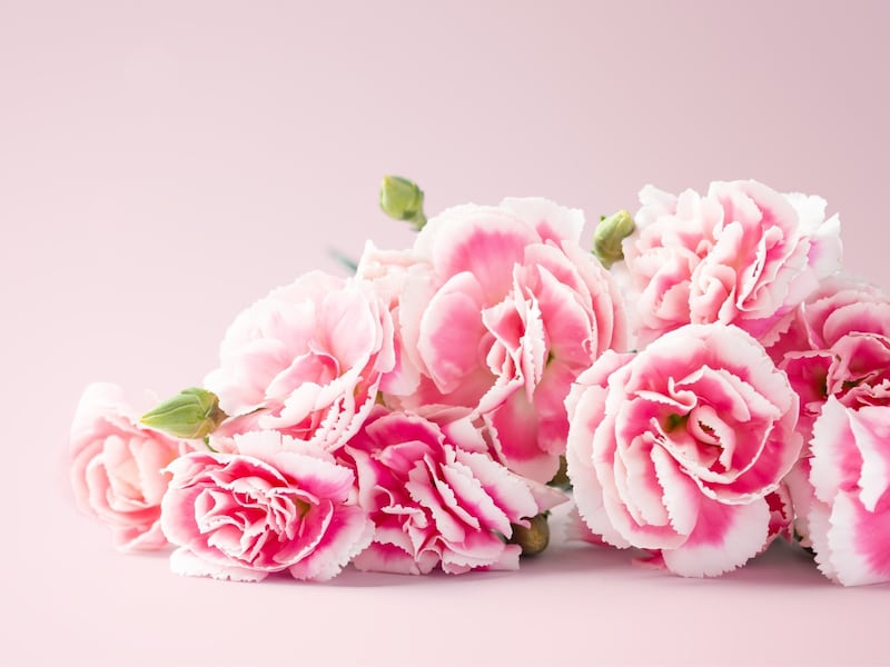 母の日のカーネーションには意味があります