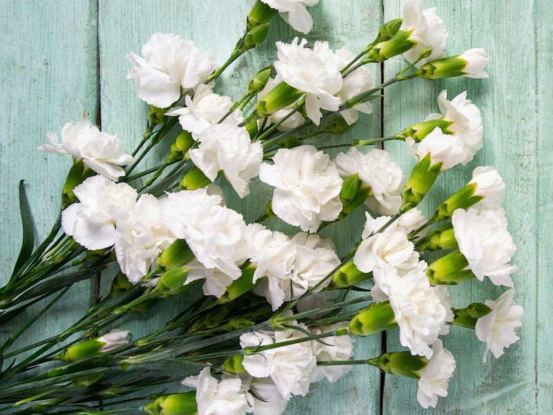 アンナが裁判をおこすきっかけとなったカーネーションは1本1ドルで売られていたそうです。当時の物価からすると驚愕の高値でした ※画像:Shutterstock.com