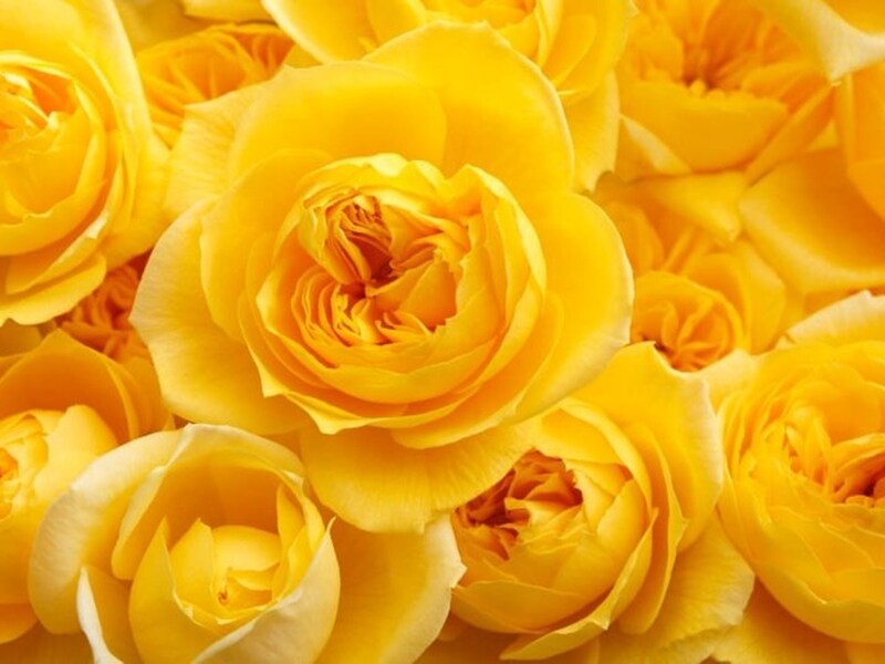 日本の「父の日」は、黄色がシンボルカラーになりました