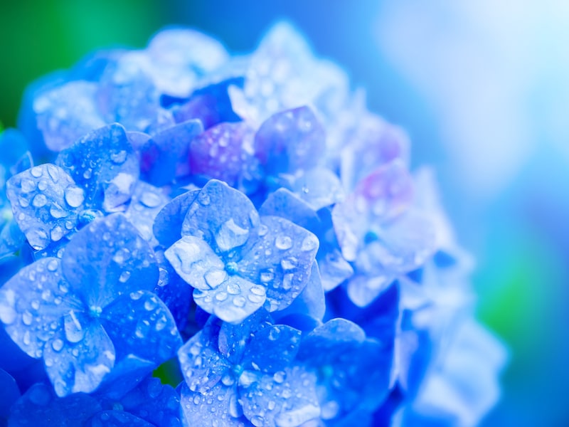 梅雨とは、春から夏へと移る時期にみられる季節現象で、数千キロにわたる梅雨前線が少しずつ北上し、1～2カ月の長雨をもたらします。2025年の梅雨入り、梅雨明けはいつ？