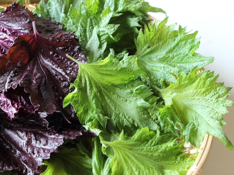 青じそはおなじみの「大葉」。赤じそは梅干しやしそジュースに使われ、乾燥させたものが「ゆかり」です