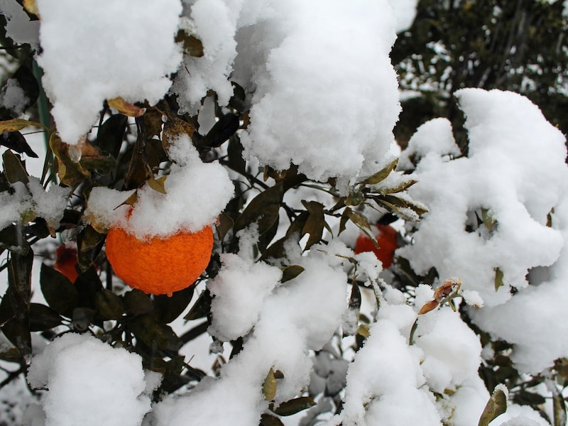 「どさっ」……静寂のなか「垂り雪」の音が際立ちます
