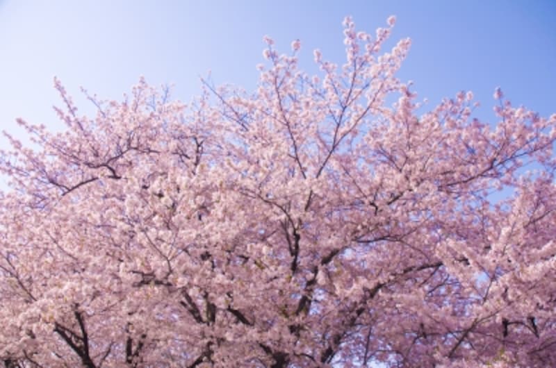 桜
