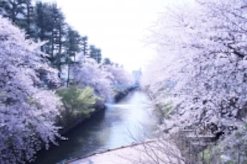 見ごろはいつ?undefinedお目当ての桜の様子が気になりますね