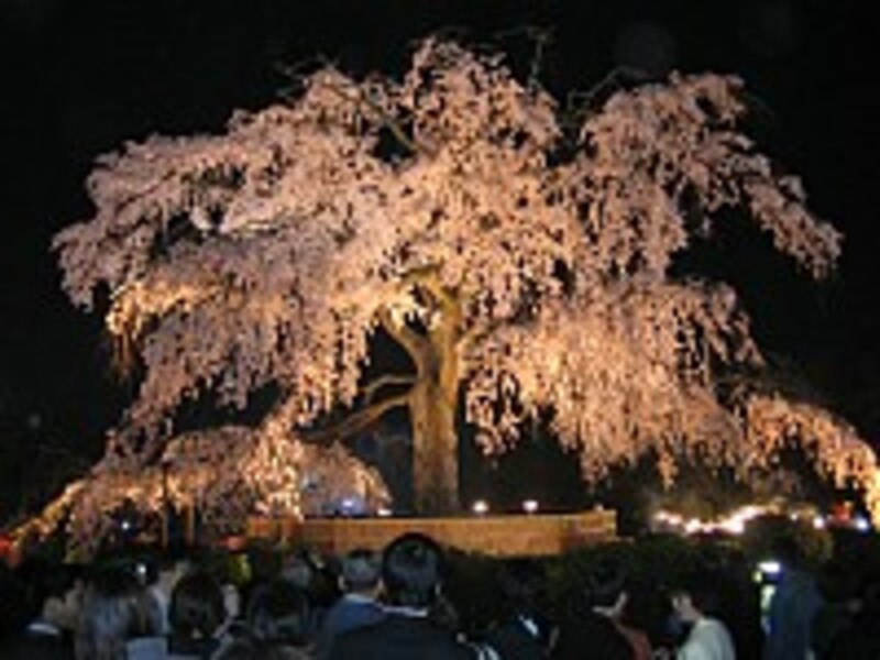 円山公園の枝垂れ桜