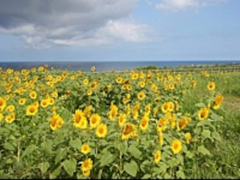 アース・セレブレーション