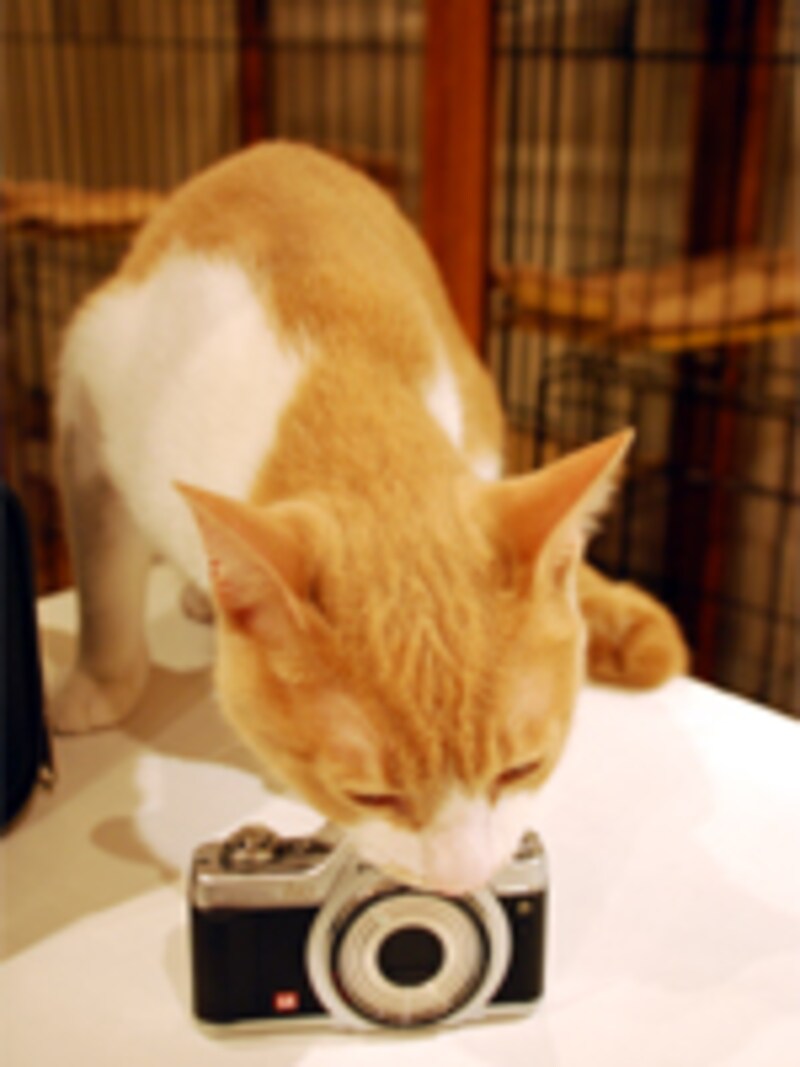 ネコとカメラ