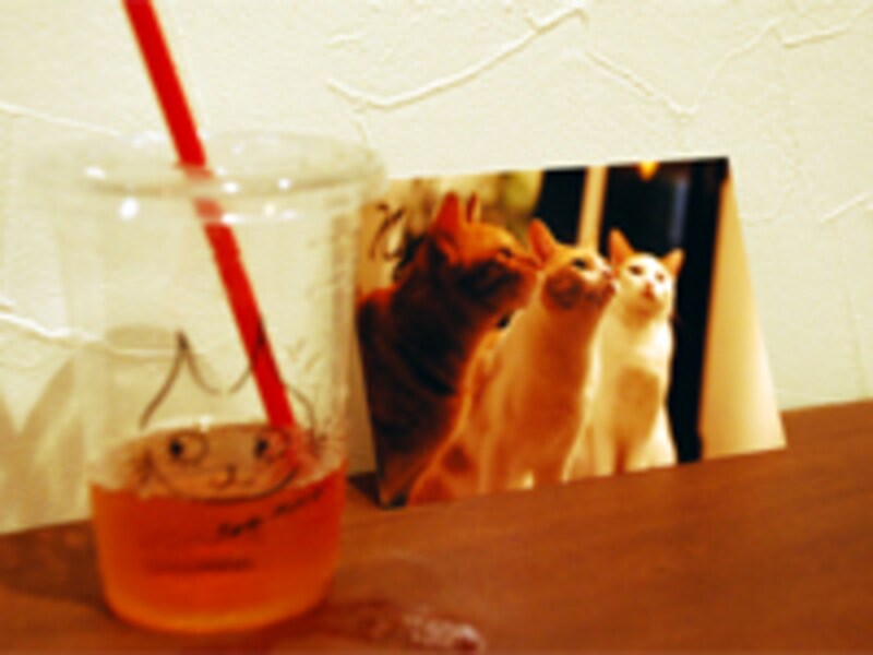 ネコ写真