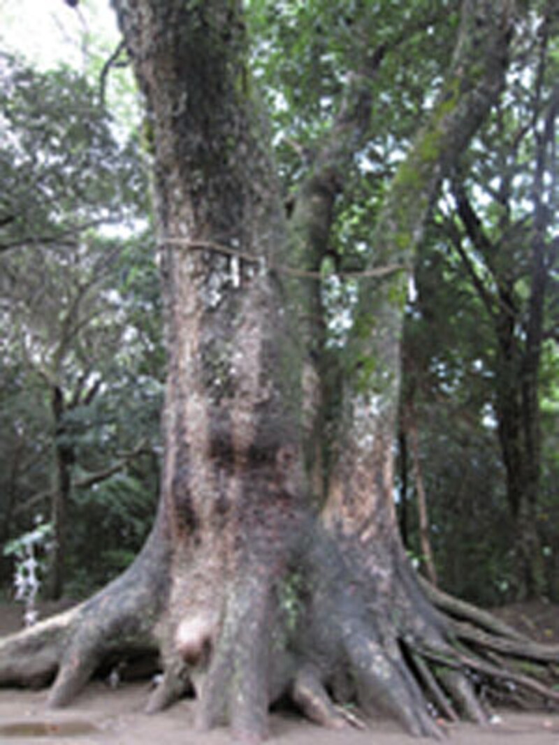 江田神社”></td></tr><tr><td class=