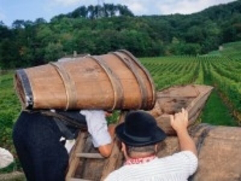 秋は葡萄の収穫の季節