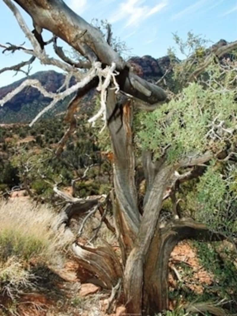 パワーの影響でねじれている木