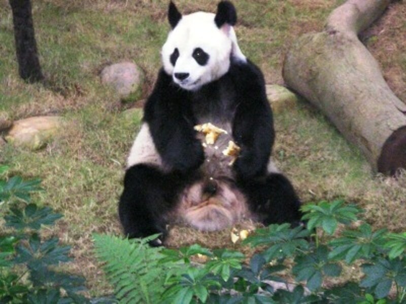 パンダ館にはレッドパンダもいる