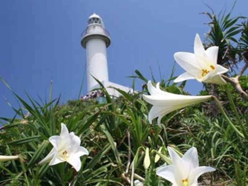 4月テッポウユリが風に揺れる御神崎undefined写真提供：石垣島海辺COM