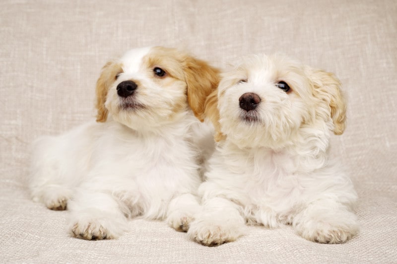 「犬好きで、性格が猫タイプ」の人の恋愛相性診断