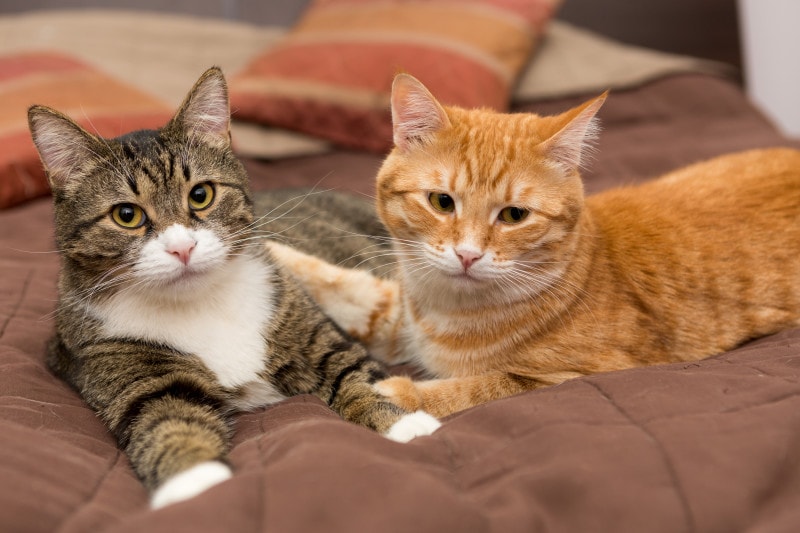 「猫好きで、性格が猫タイプ」の人の恋愛相性診断