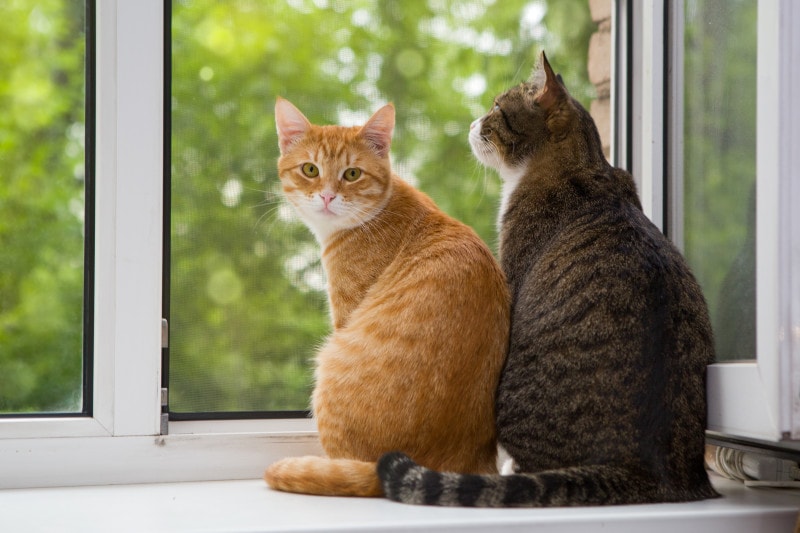 「猫好きで、性格が犬タイプ」の人の恋愛相性診断