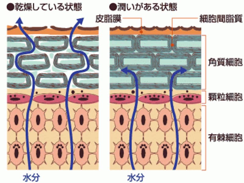 皮膚のようす。左：乾燥している状態　右：潤いがある状態