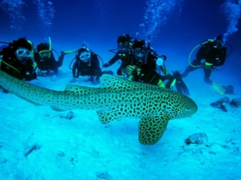 世界中のダイバーたちの憧れシミランクルーズ。プーケットから車で１時間ほど北上したカオラックからもツアーが出ている（ｃ）タイ政府観光庁