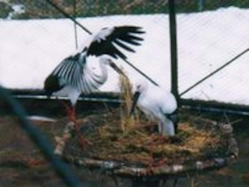 コウノトリの郷公園