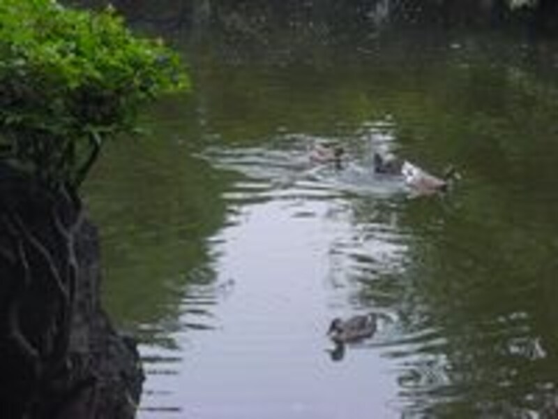 愛育病院に隣接する有栖川宮記念公園