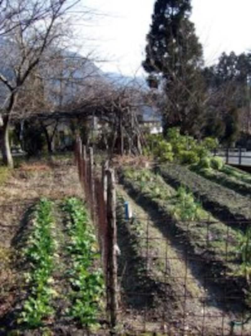 野菜畑。