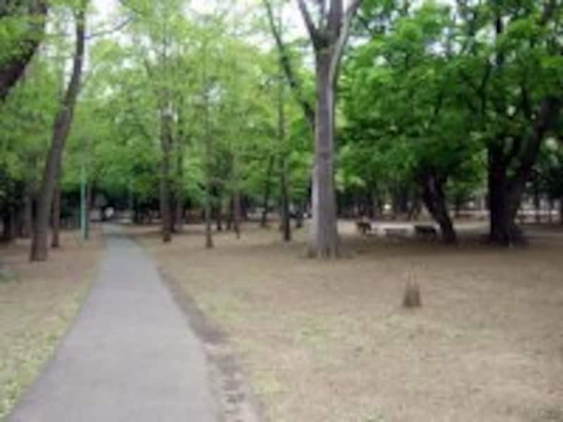 円山公園2。